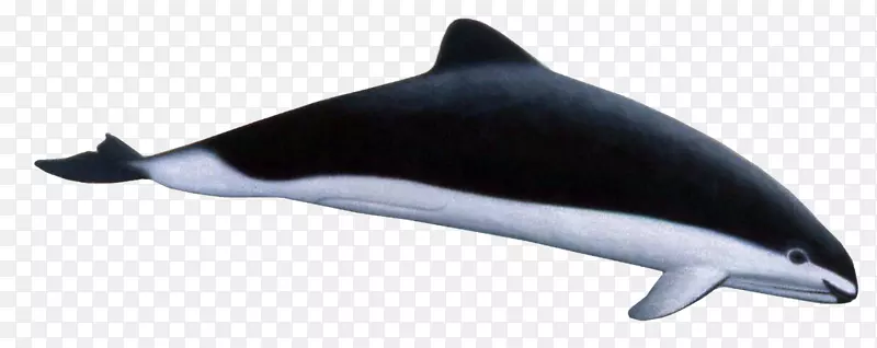 普通宽吻海豚图库溪短喙海豚