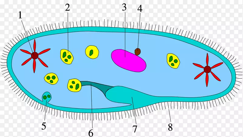原生质体细菌细胞纤毛生物学毛状病毒细胞
