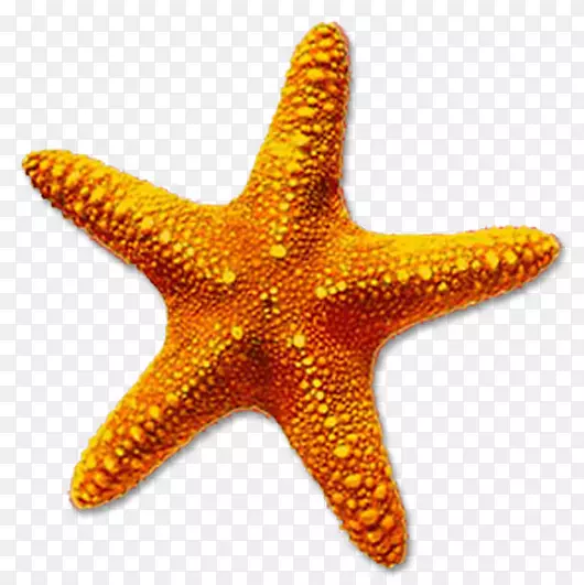 海星桌面壁纸剪贴画天然海洋动物海洋之星