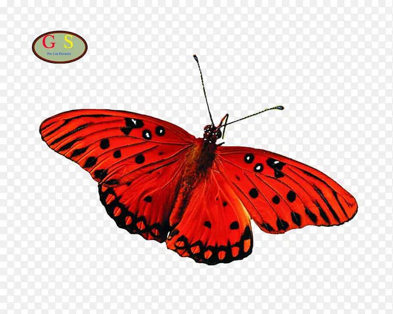 蝴蝶昆虫桌面壁纸