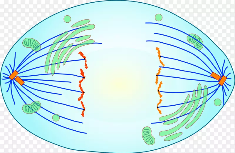 后期有丝分裂减数分裂细胞分裂中期细胞