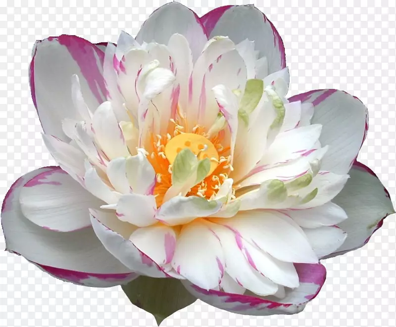 莲花水生植物种子白花