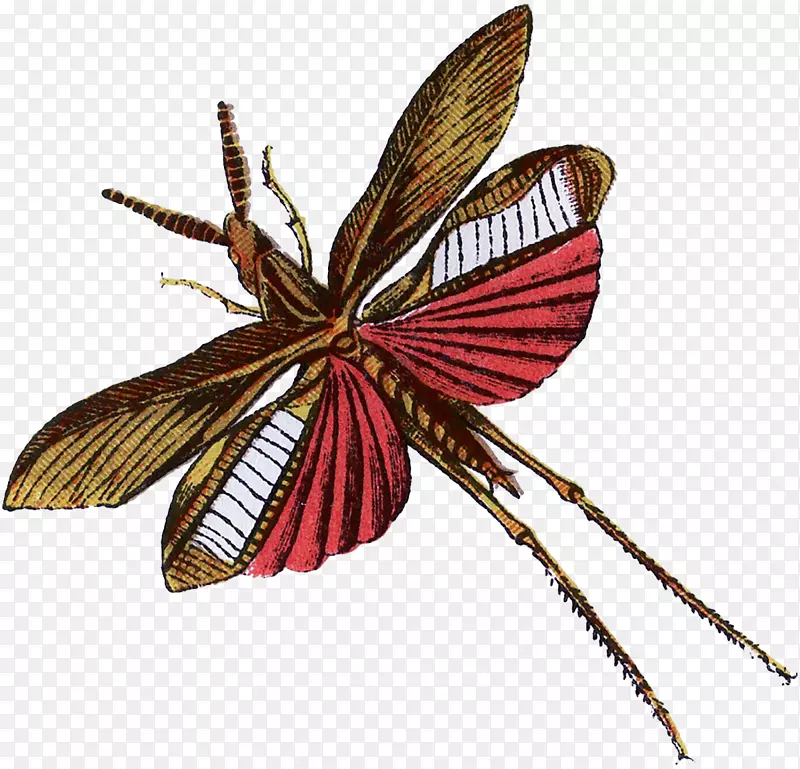 蝴蝶有趣的昆虫甲虫飞蛾