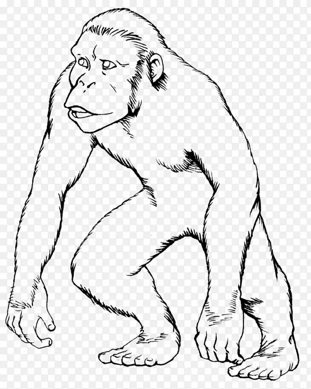 猿类大猩猩画猴子着色书-类人猿