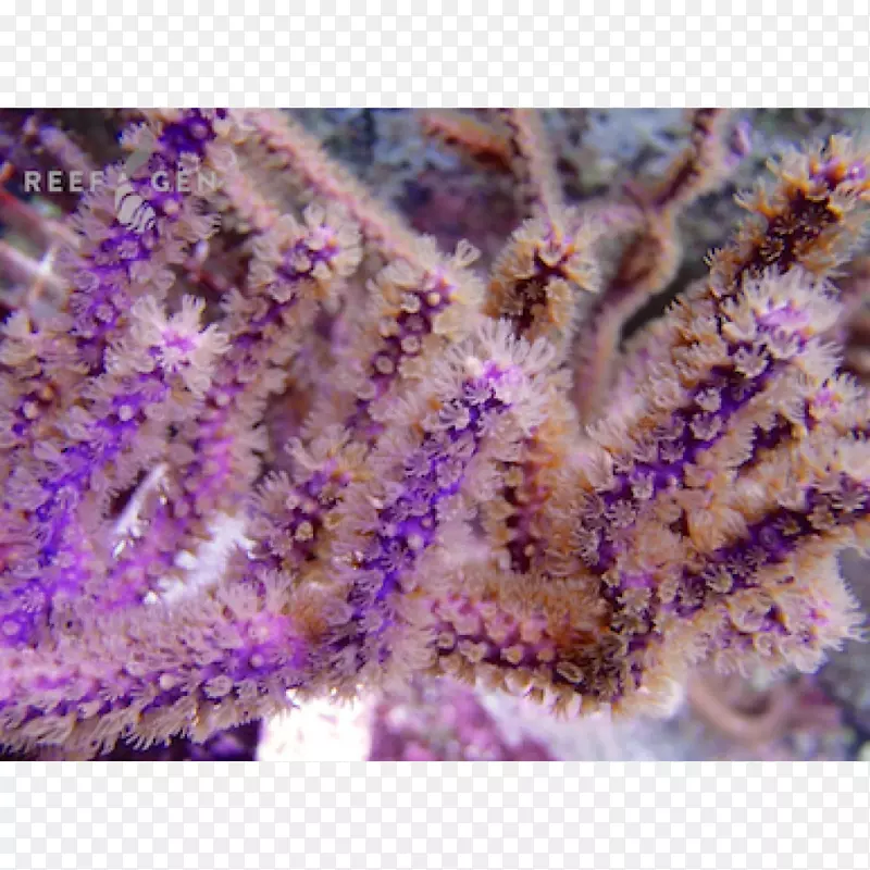 蓝藻珊瑚礁聚居地