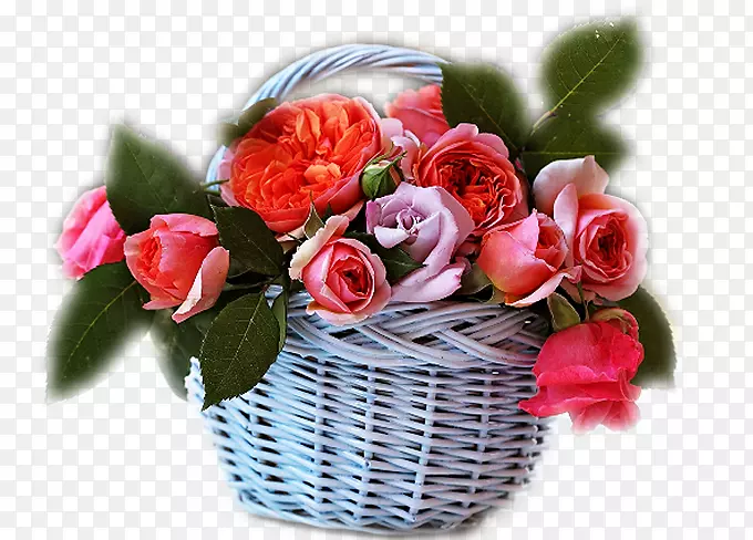花园玫瑰，生日花，越南女装日-玫瑰