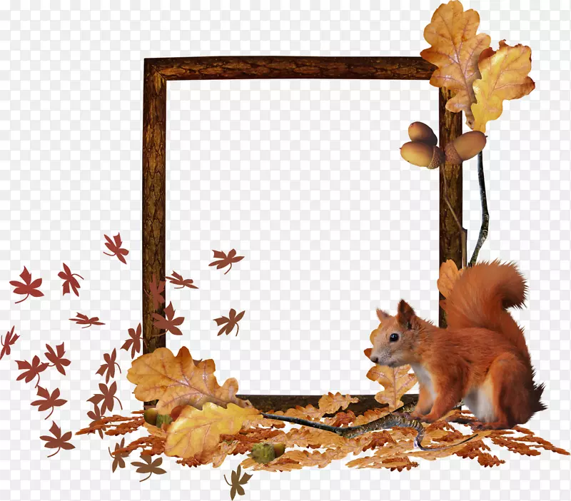 松鼠动物群图片框野生动物尾随秋季