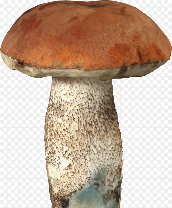 蘑菇牛肝菌夹艺术.野生蘑菇