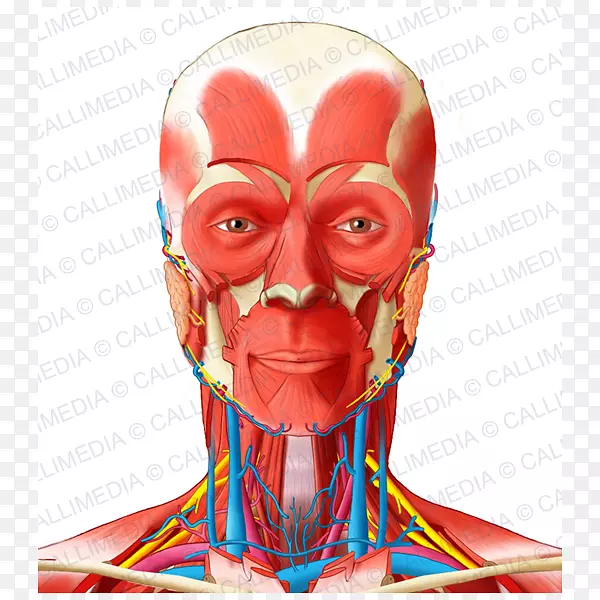 颈部肌肉前三角及颈部解剖-颈部血斑