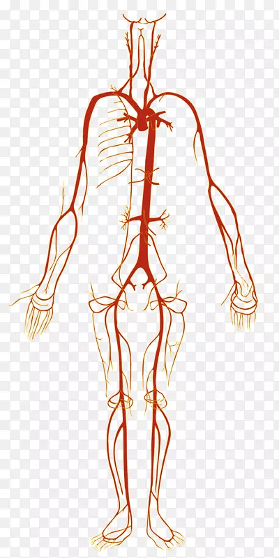 人体动脉血管解剖-人体穴位图