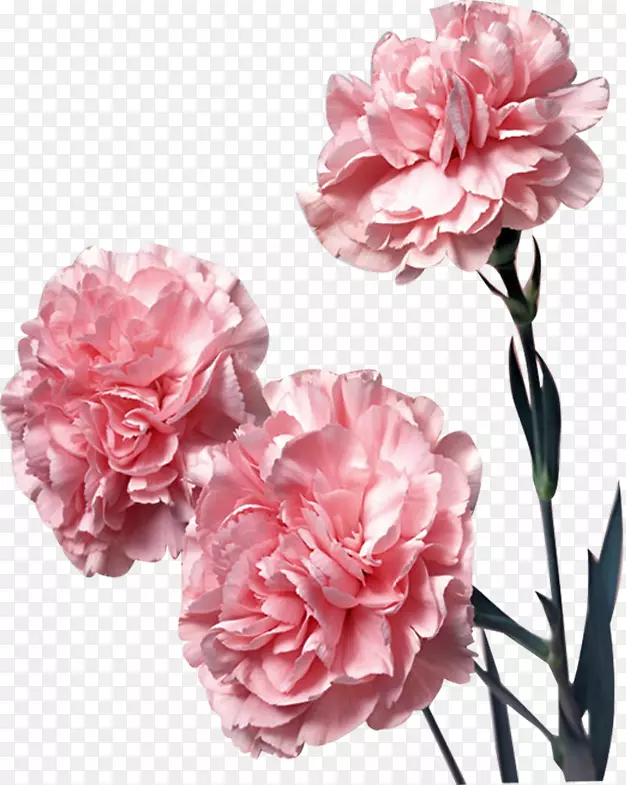 康乃馨粉红色花