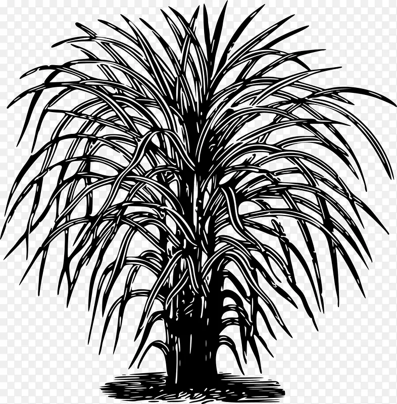 马达加斯加猴面包树剪贴画夏季热带植物