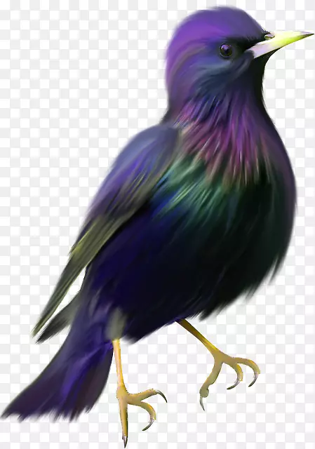 鸟羽夹艺术-鸟