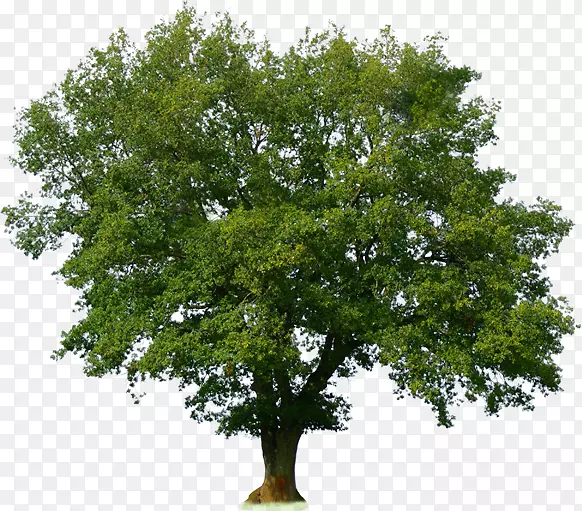 橡木原木摄影树