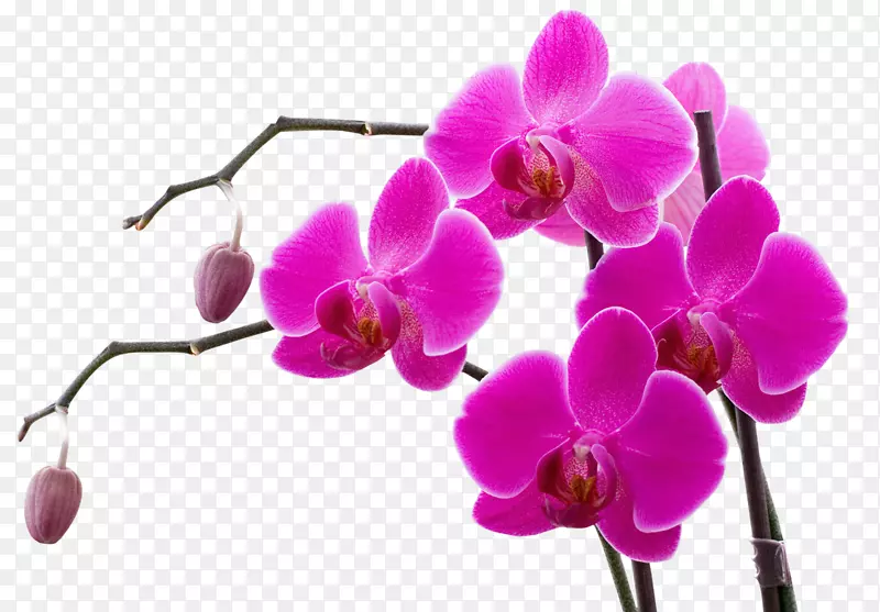 兰花彩色剪贴画紫色兰花弹簧盒