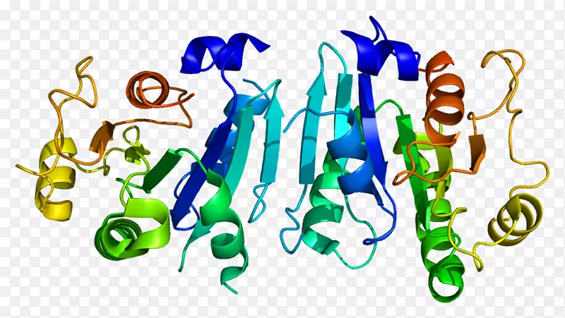 sar1b sar1a蛋白gtp酶核糖基化因子分泌