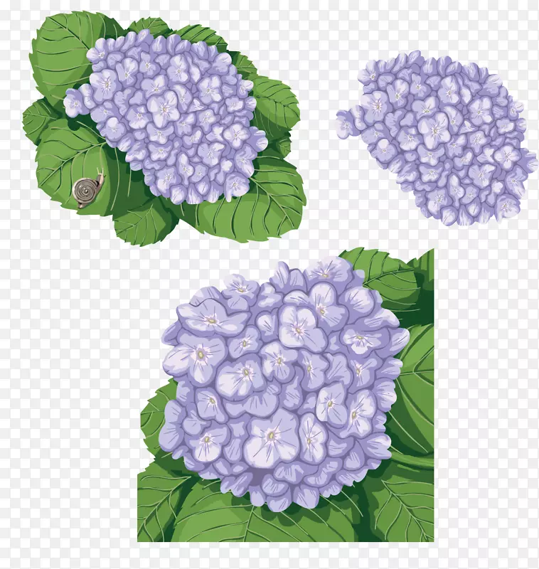 法国绣球花夹艺术.手绘仙人掌