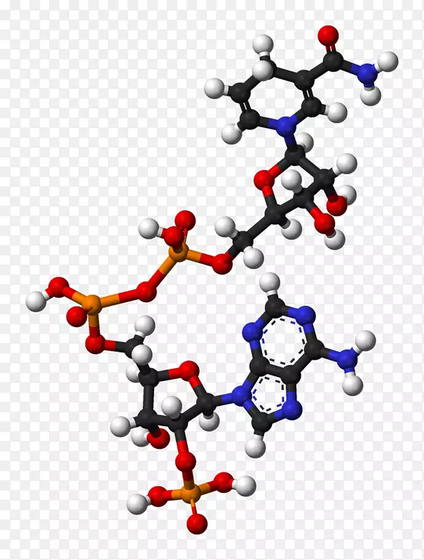 烟酰胺腺嘌呤二核苷酸磷酸辅酶氧化还原分子