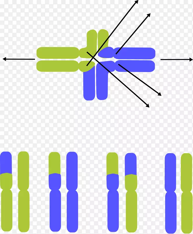 染色体易位生殖系染色体异常剪贴画