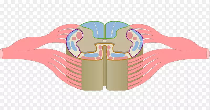 脊髓后索灰质解剖-颅神经