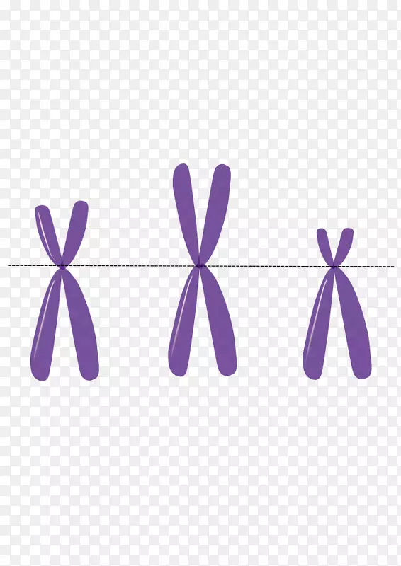 抗着丝粒抗体染色体常染色体dna-染色体载体