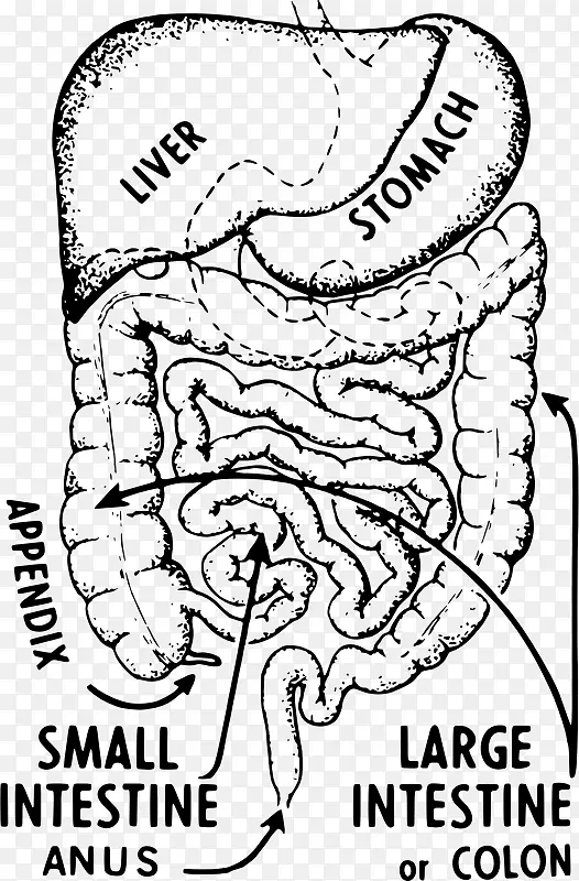 阑尾炎大肠症状腹痛-肠