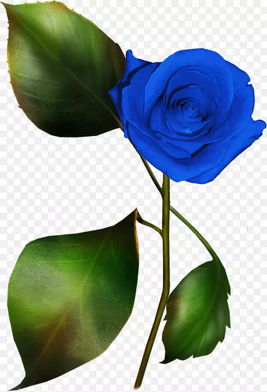 蓝玫瑰花园玫瑰剪贴画-玫瑰