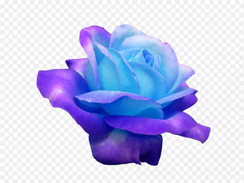 蓝玫瑰紫罗兰
