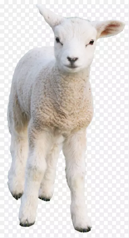 羊风衣羊