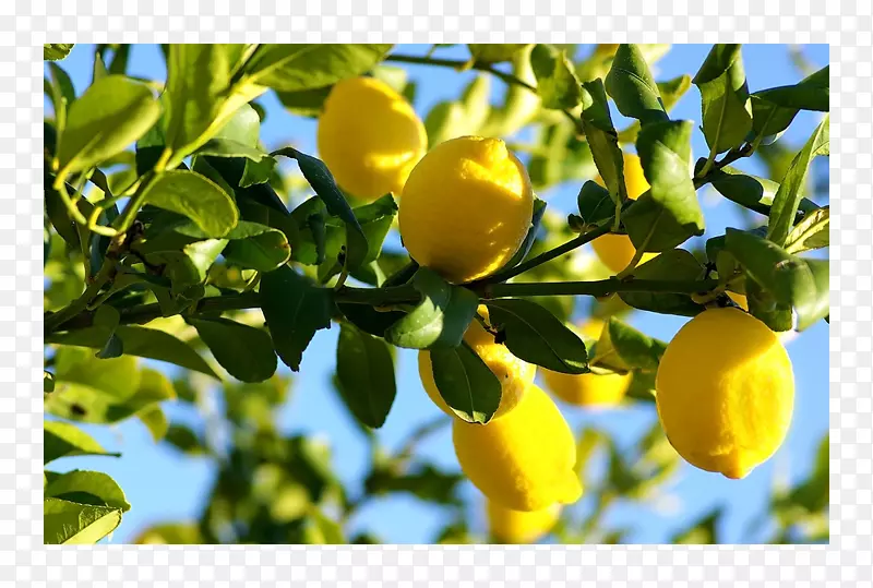 柠檬食品YouTube果树-石榴树