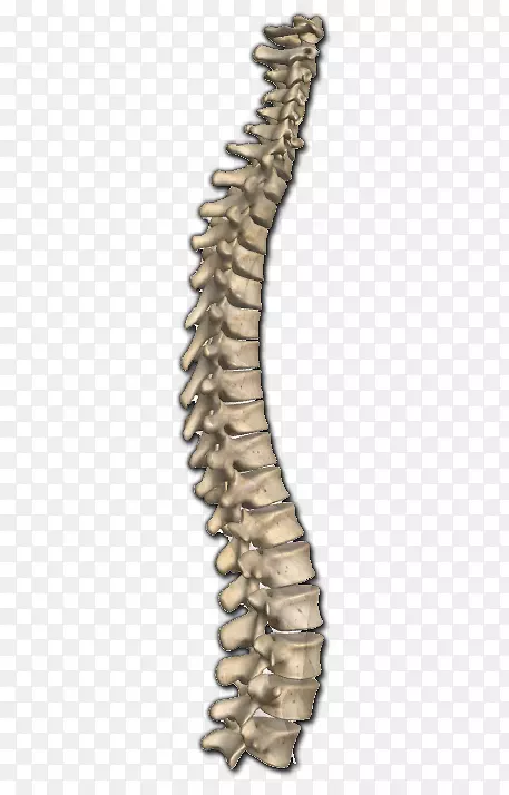 脊柱骨解剖人体颈部
