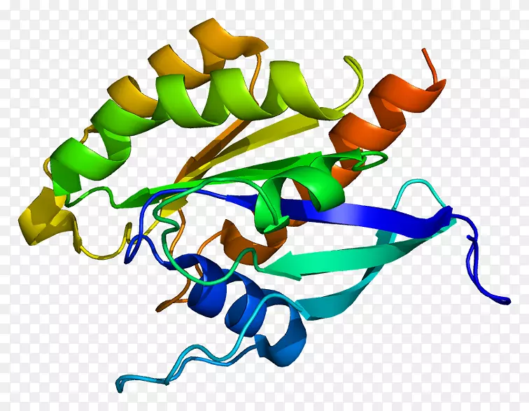 rab3d蛋白ras亚家族基因
