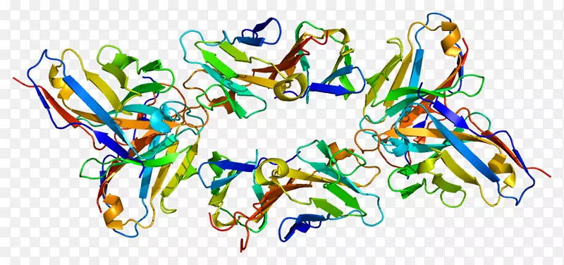 T细胞表面糖蛋白CD3 epsilon链t细胞cd3d