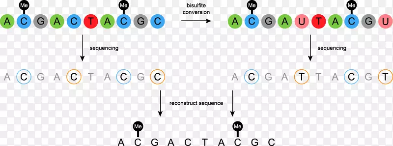 亚硫酸盐测序DNA甲基化核酸序列DNA测序国外化妆品