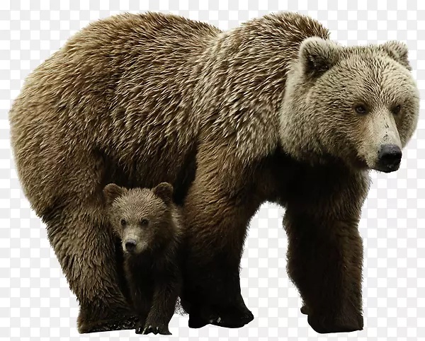 北极熊灰熊电脑图标-北极熊