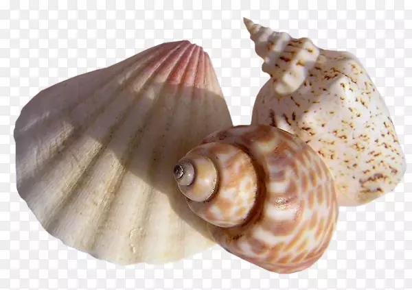 软体动物贝壳