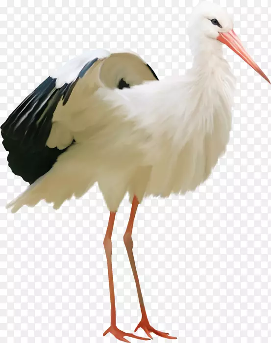 白鹳水鸟火烈鸟