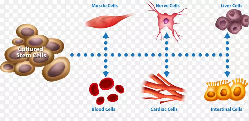 干细胞治疗干细胞争议
