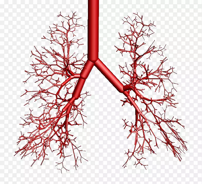 支气管肺呼吸脊椎动物