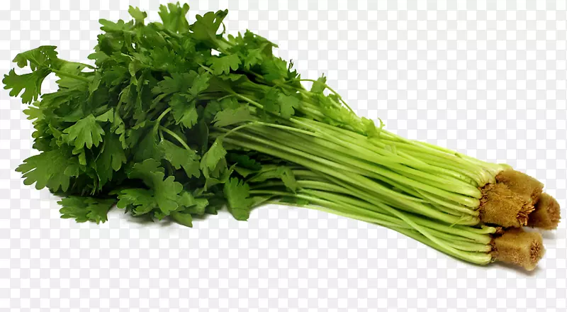 芹菜种子水培-蔬菜