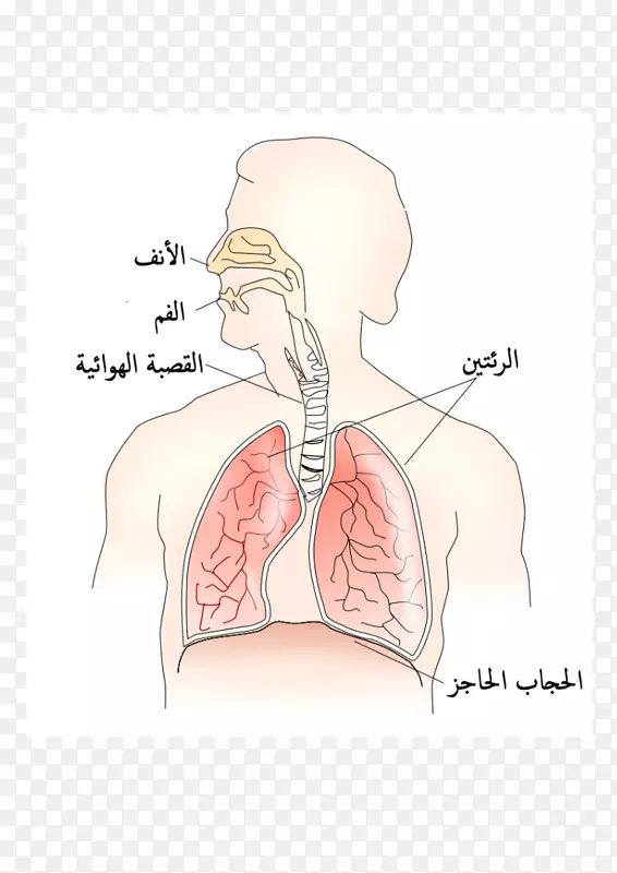 鼻肌胸膈呼吸系统主动脉-呼吸