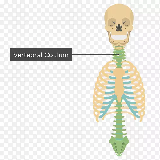 人骨人类骨骼智人轴向骨骼-椎骨