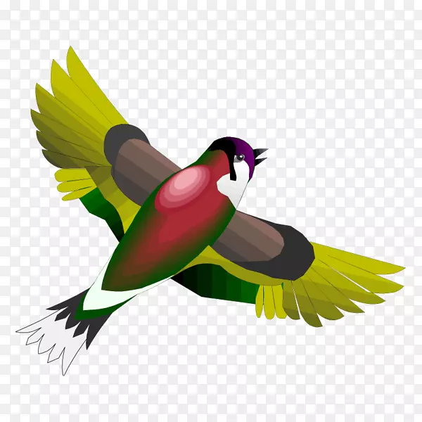 鸟日燕子鹦鹉-鸟