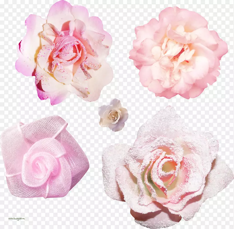 花园玫瑰、蜈蚣玫瑰、花卉剪贴画