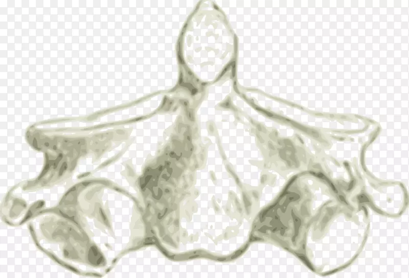 枢椎-人脊柱图谱-头骨