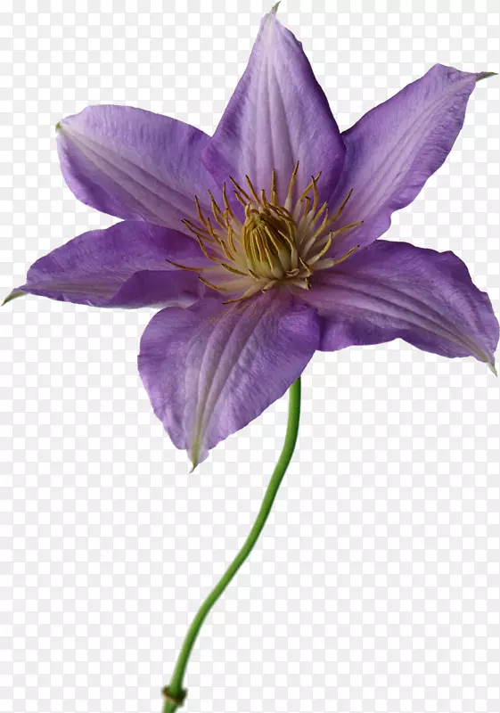 切花百合紫色黄花