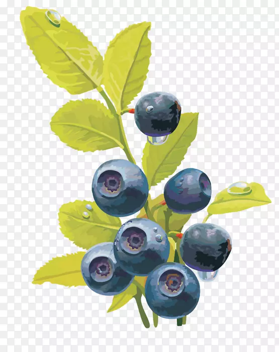 蓝莓果实红色覆盆子蓝莓