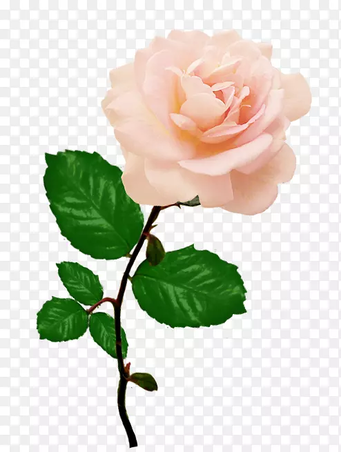 玫瑰花红粉色剪贴画-玫瑰