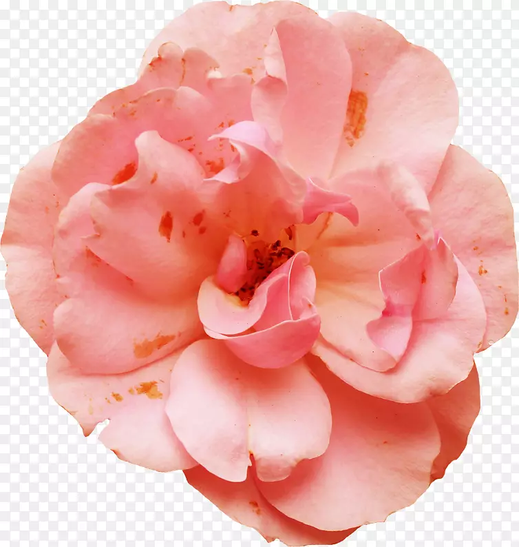 花园玫瑰、蜈蚣玫瑰、粉红色花瓣