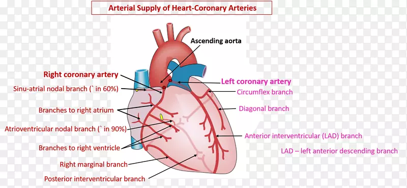 冠状动脉循环冠状动脉右冠状动脉-心脏